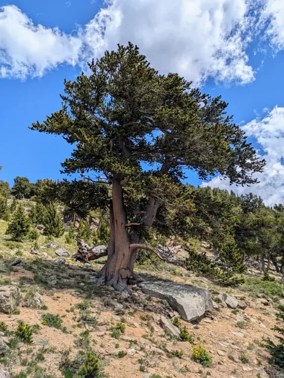 PINUS ARISTATA OIL 대표 사진