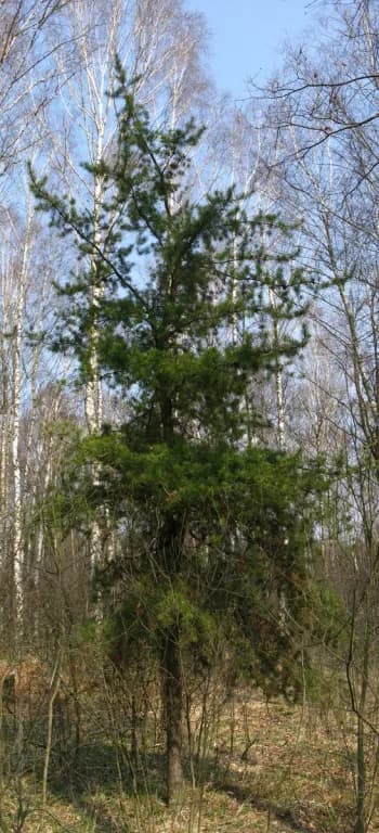 PINUS BANKSIANA BARK EXTRACT 대표 사진
