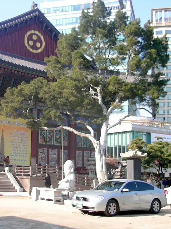 PINUS BUNGEANA LEAF EXTRACT 대표 사진