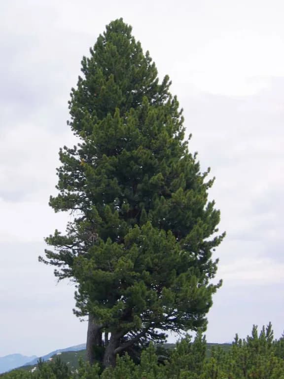 PINUS CEMBRA LEAF/TWIG WATER 대표 사진