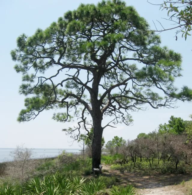 PINUS ELLIOTTII RESIN EXTRACT 대표 사진