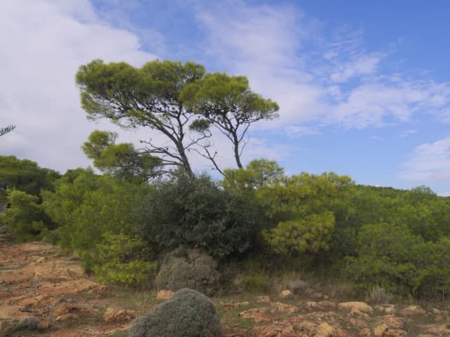 PINUS HALEPENSIS SEED OIL 대표 사진