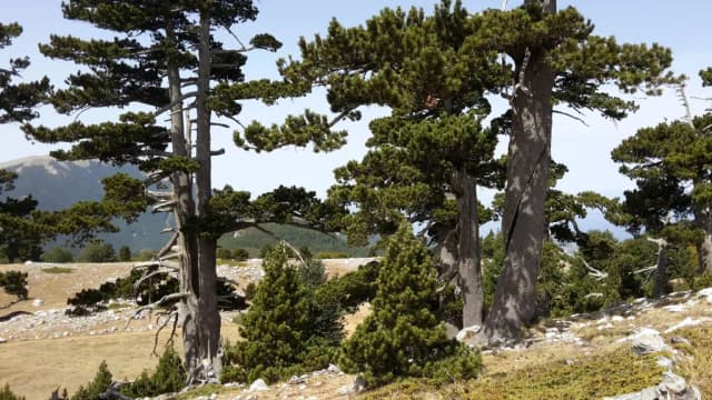 PINUS HELDREICHII BARK EXTRACT 대표 사진