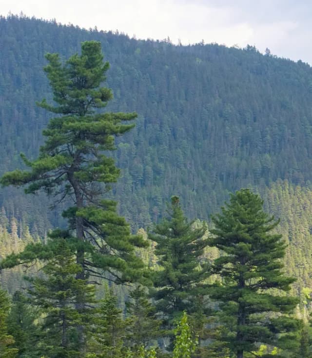 PINUS KORAIENSIS WOOD EXTRACT 대표 사진