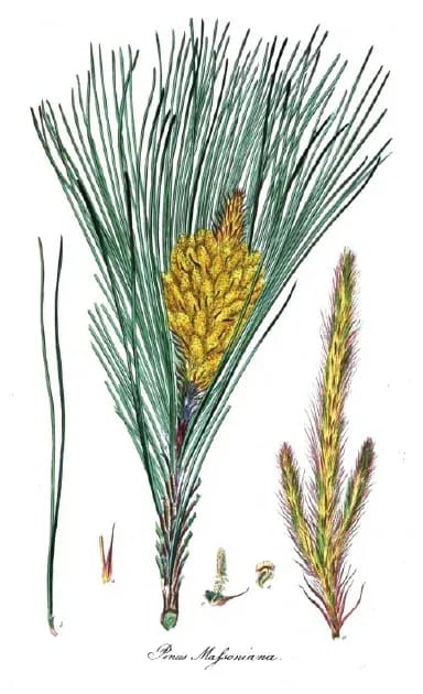 PINUS MASSONIANA BARK/RUMEX ACETOSELLA FLOWER/LEAF/STEM EXTRACT 대표 사진