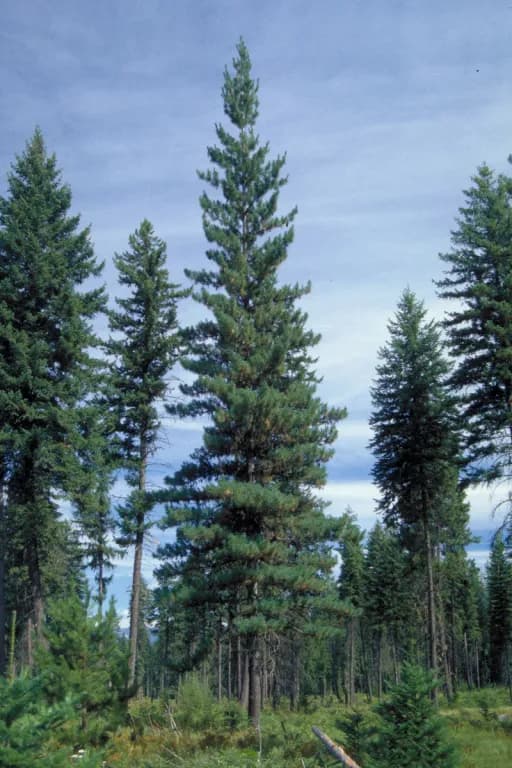PINUS MONTICOLA OIL 대표 사진