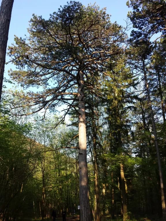 PINUS NIGRA NEEDLE EXTRACT 대표 사진