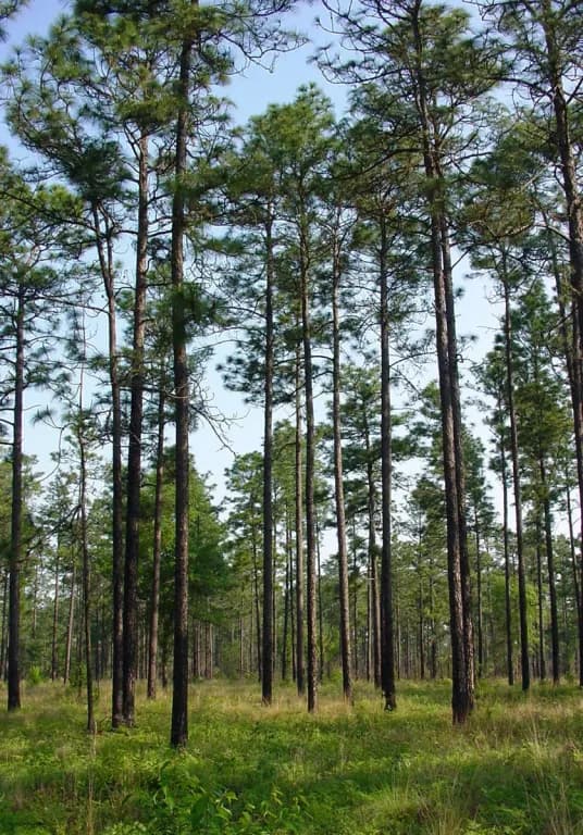 PINUS PALUSTRIS RESIN EXTRACT 대표 사진