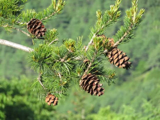 PINUS PENTAPHYLLA SEED OIL 대표 사진