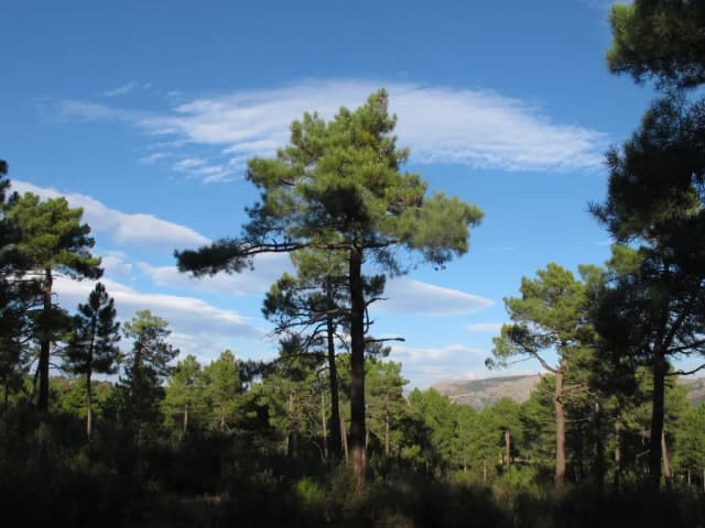 PINUS PINASTER BARK WATER 대표 사진