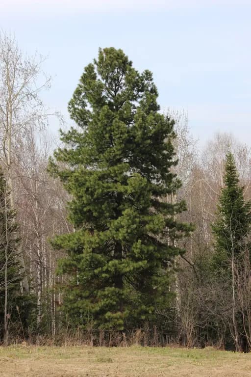 PINUS SIBIRICA NEEDLE EXTRACT 대표 사진