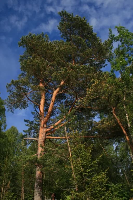 PINUS SYLVESTRIS TRUNK WATER 대표 사진