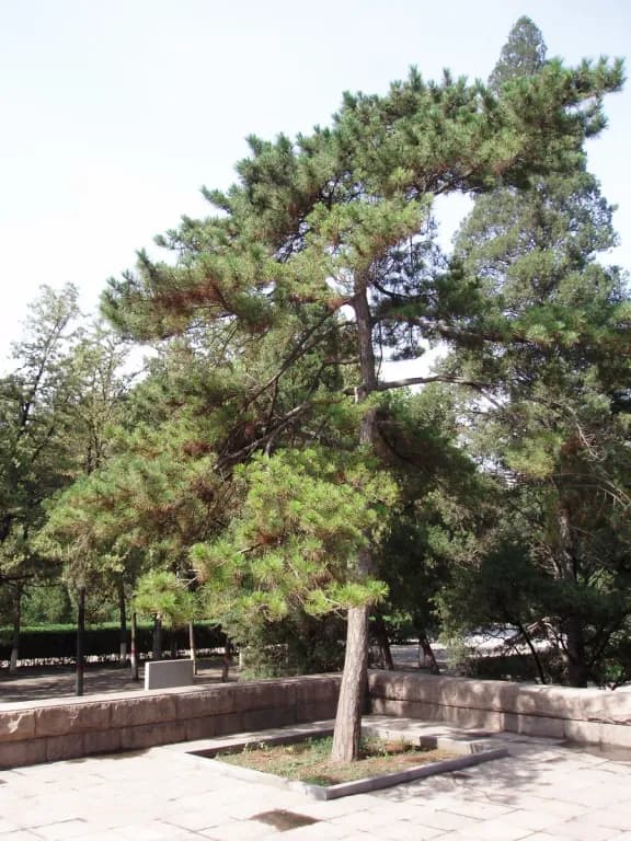 PINUS TABULIFORMIS BARK EXTRACT 대표 사진