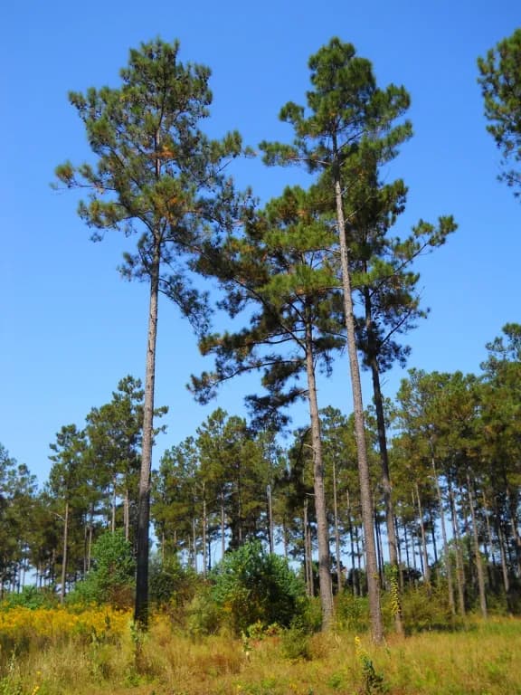 PINUS TAEDA BARK EXTRACT 대표 사진