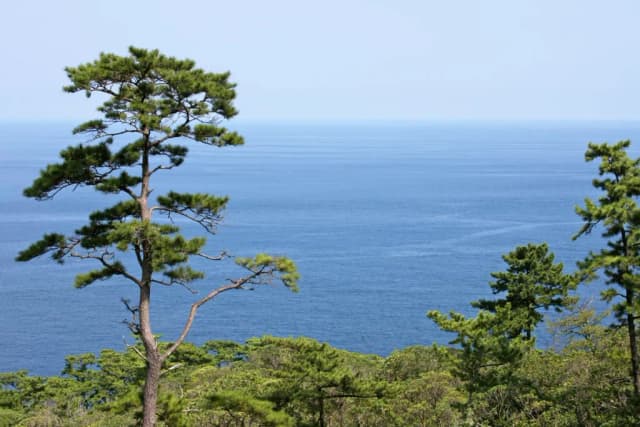 PINUS THUNBERGII BARK EXTRACT 대표 사진