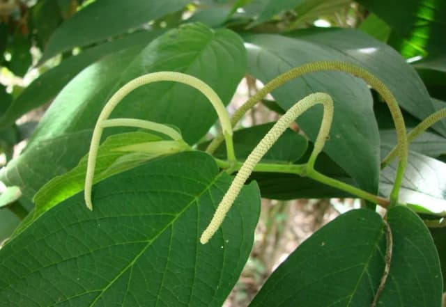 PIPER ANGUSTIFOLIUM LEAF EXTRACT 대표 사진