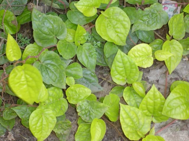 PIPER BETLE LEAF POWDER 대표 사진