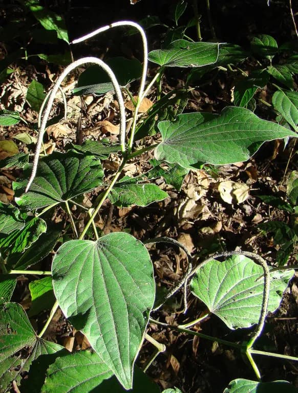 PIPER MARGINATUM LEAF EXTRACT 대표 사진