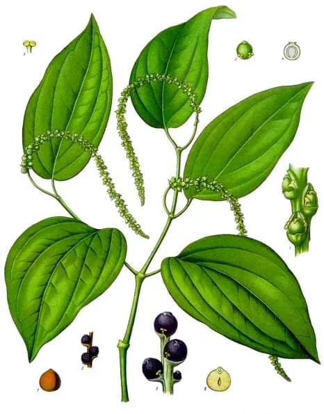 PIPER NIGRUM CALLUS EXTRACT 대표 사진