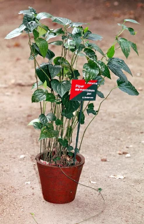PIPER SARMENTOSUM LEAF EXTRACT 대표 사진
