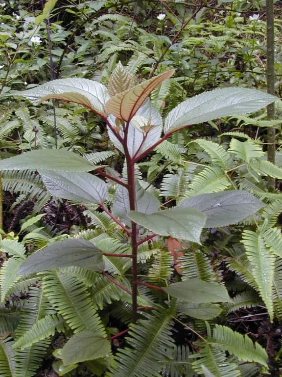 PIPTURUS ALBIDUS LEAF EXTRACT 대표 사진