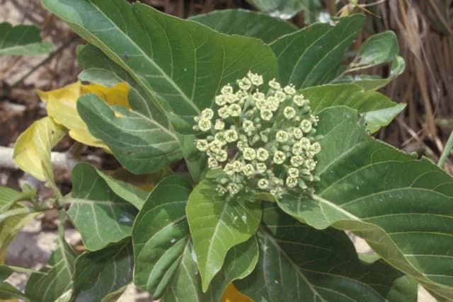 PISONIA GRANDIS LEAF EXTRACT 대표 사진