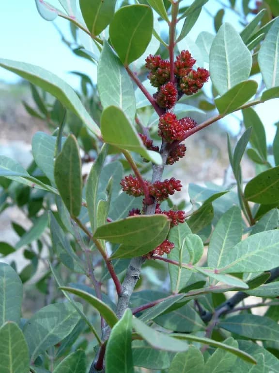 PISTACIA LENTISCUS STEM EXTRACT 대표 사진