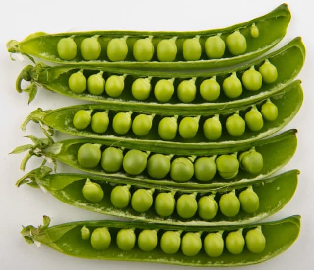PISUM SATIVUM CALLUS EXTRACT 대표 사진