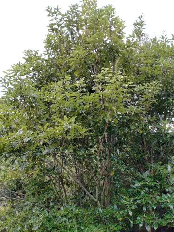 PITTOSPORUM EUGENIOIDES FLOWER/LEAF EXTRACT 대표 사진