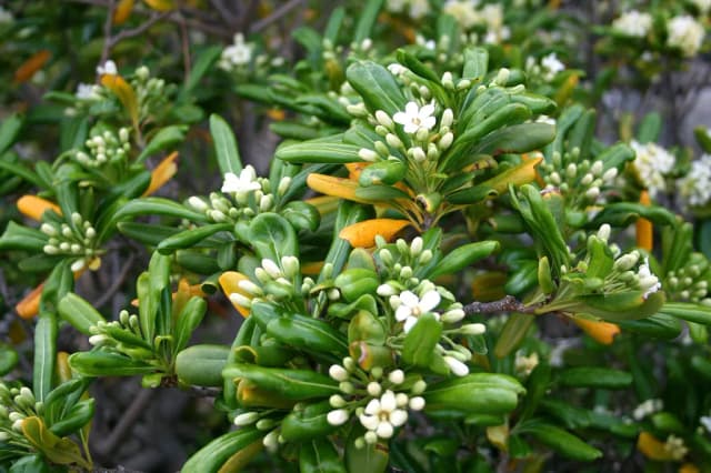 PITTOSPORUM TOBIRA BRANCH/LEAF EXTRACT 대표 사진