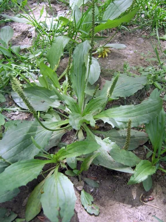PLANTAGO ASIATICA LEAF/STEM EXTRACT 대표 사진