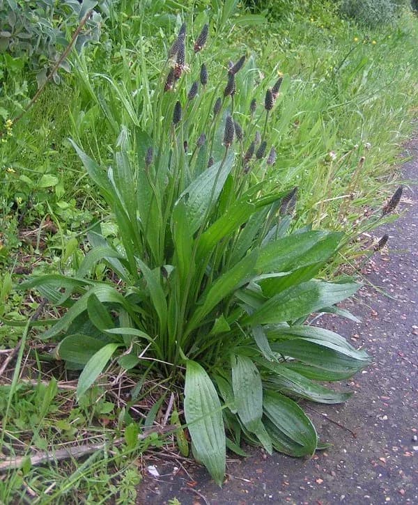 PLANTAGO LANCEOLATA LEAF FERMENT FILTRATE 대표 사진
