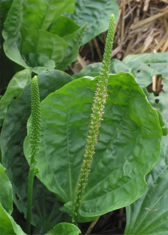 PLANTAGO MAJOR CALLUS EXTRACT 대표 사진