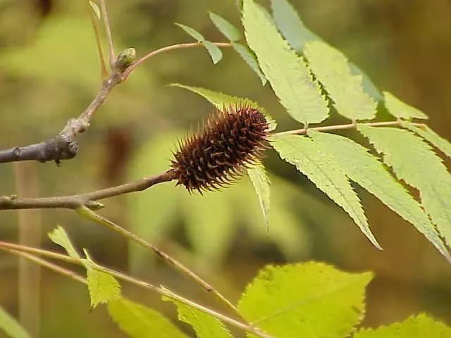 PLATYCARYA STROBILACEA BRANCH EXTRACT 대표 사진