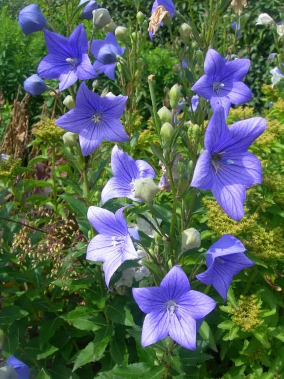 PLATYCODON GRANDIFLORUS ROOT OIL 대표 사진
