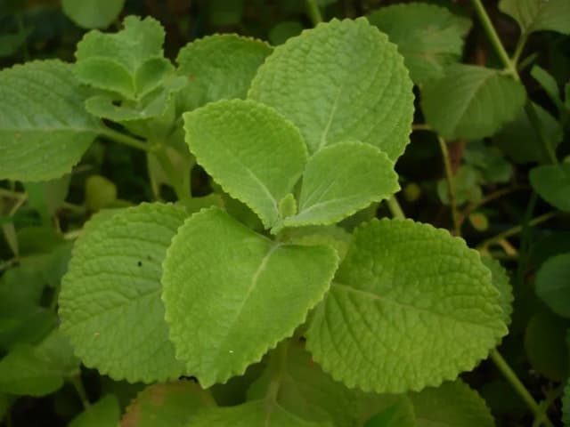 PLECTRANTHUS AMBOINICUS LEAF/STEM OIL 대표 사진
