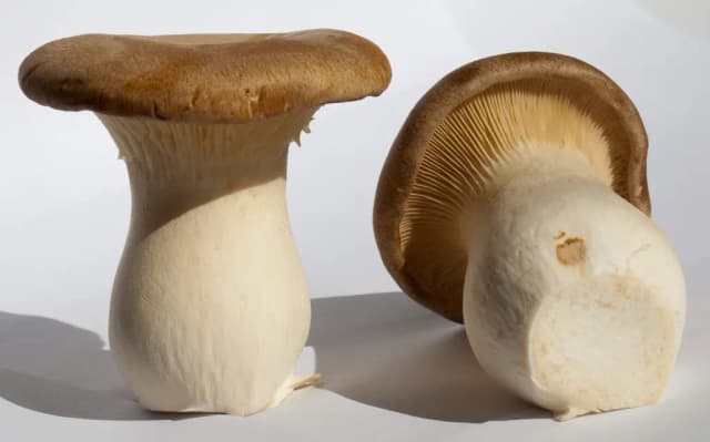 PLEUROTUS FERULAE MYCELIUM EXTRACT 대표 사진