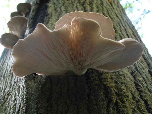 PLEUROTUS OSTREATUS EXTRACT 대표 사진