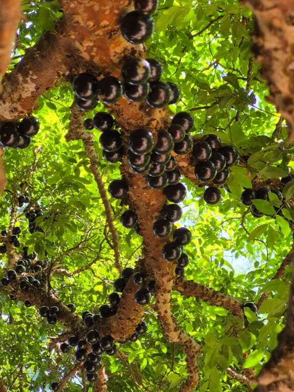 PLINIA CAULIFLORA FRUIT EXTRACT 대표 사진
