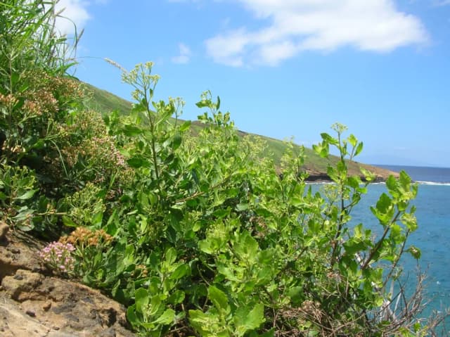 PLUCHEA INDICA LEAF EXTRACT 대표 사진