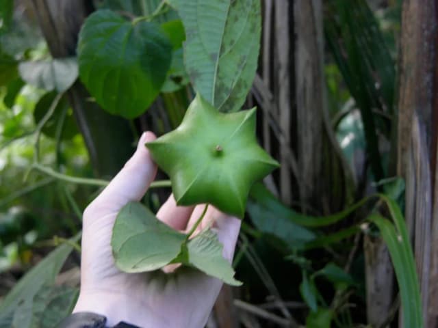 PLUKENETIA VOLUBILIS SEEDCAKE EXTRACT 대표 사진
