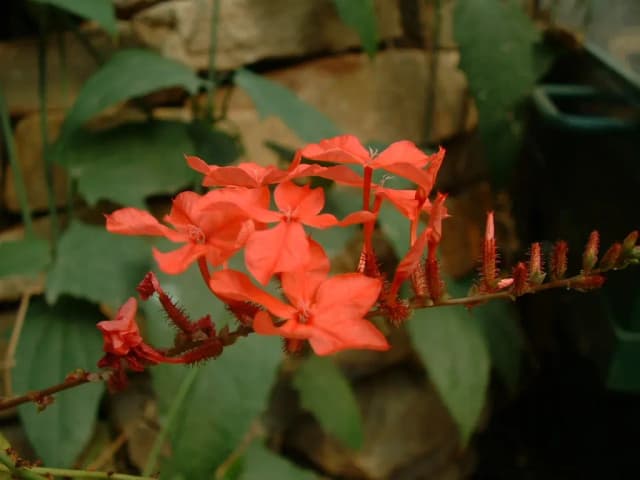PLUMBAGO ROSEA ROOT EXTRACT 대표 사진