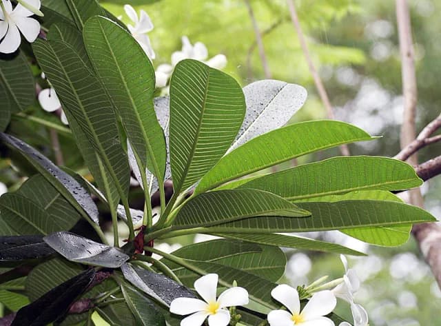 PLUMERIA OBTUSA LEAF CELL EXTRACT 대표 사진