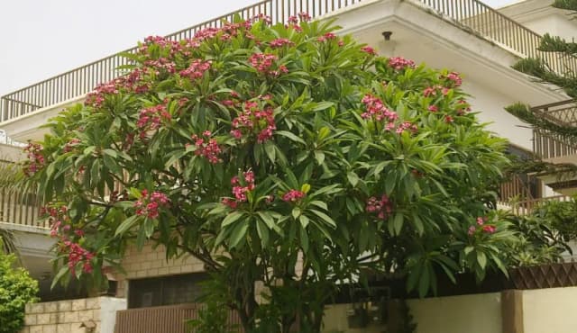 PLUMERIA RUBRA FLOWER/LEAF/STEM WATER 대표 사진