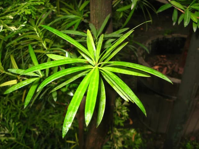 PODOCARPUS NERIIFOLIUS LEAF EXTRACT 대표 사진