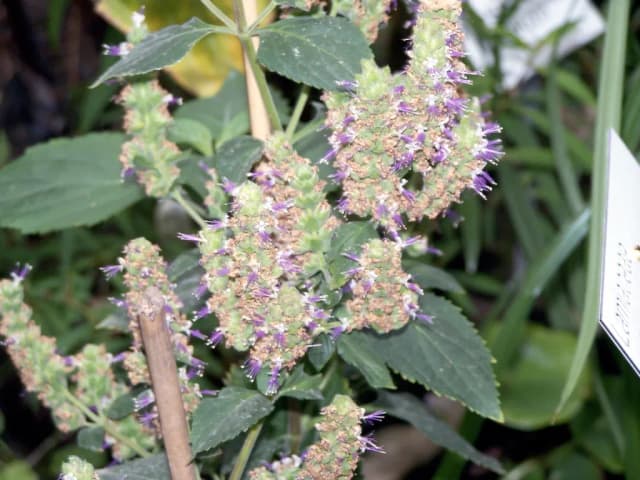 パチョリ葉水 대표 사진