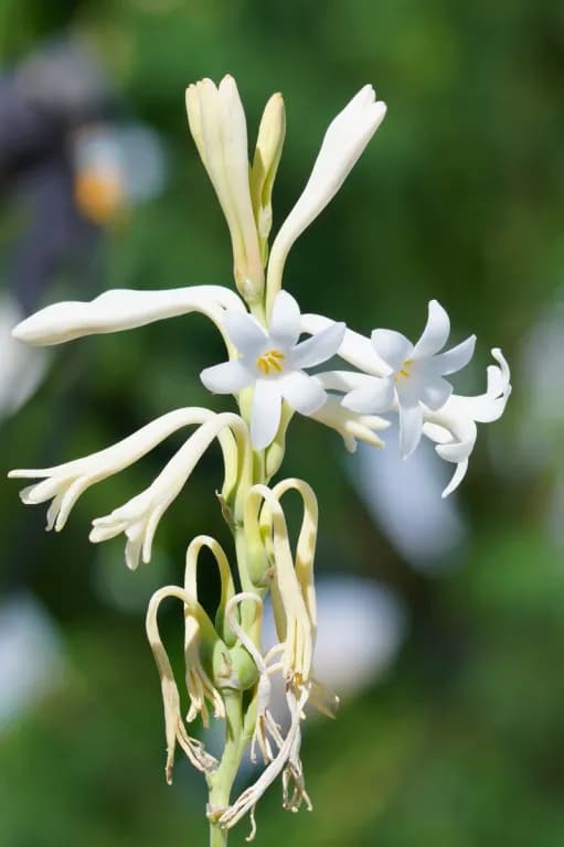 POLIANTHES TUBEROSA CALLUS EXTRACT 대표 사진