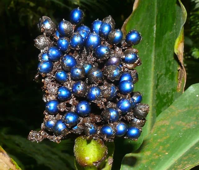 POLLIA CONDENSATA MERISTEM CELL EXTRACT 대표 사진