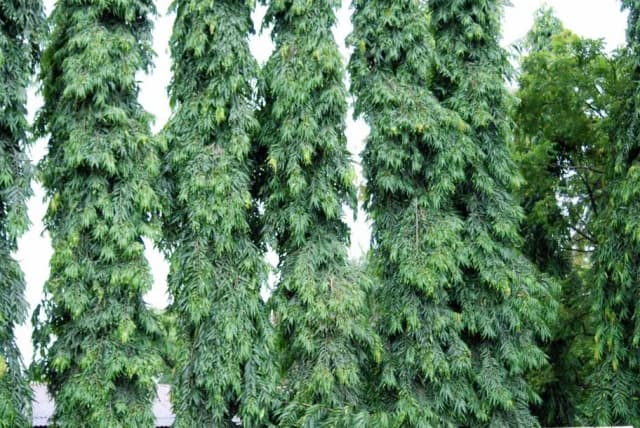 POLYALTHIA LONGIFOLIA WOOD EXTRACT 대표 사진