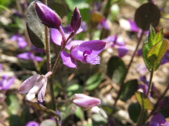POLYGALA JAPONICA EXTRACT 대표 사진